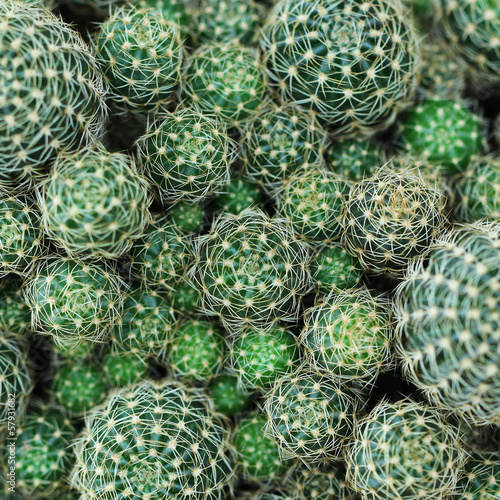 Photo: Closeup of beautiful cactus Closeup of beautiful cactus