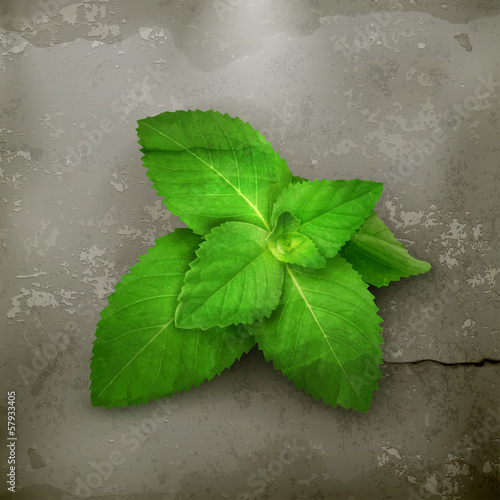 Vector: Fresh mint leaves, old style Fresh mint leaves, old style