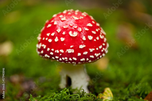 Photo: roter giftiger fliegenpilz amanita muscaria saison wald roter giftiger fliegenpilz amanita muscaria saison wald