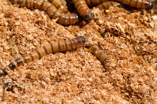 Photo: Mealworms Mealworms