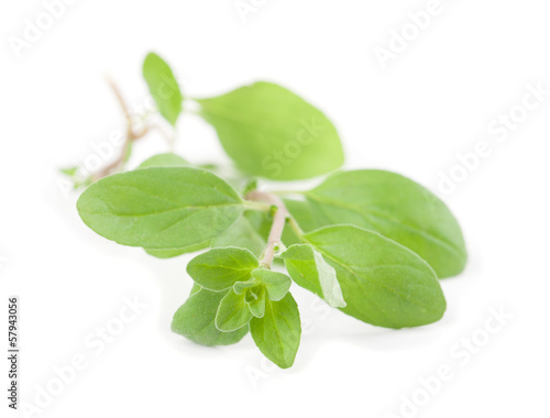 Photo: Marjoram Marjoram