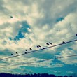 birds on a wire birds on a wire