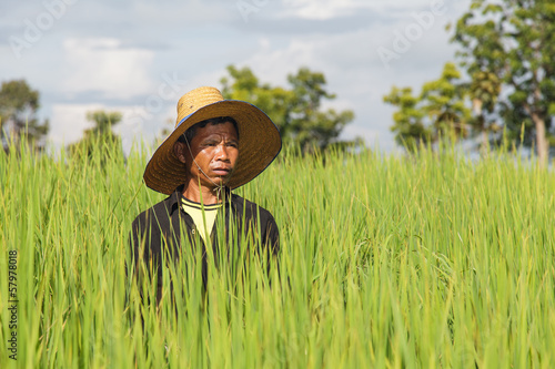 Photo: Farmers in the rice field Farmers in the rice field