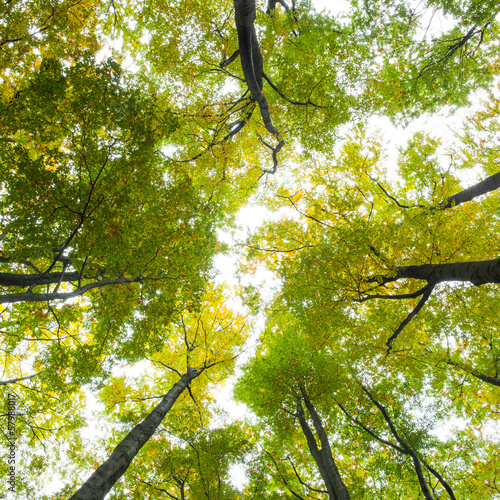 Photo: Low angle view of tall trees against the sky Low angle view of tall trees against the sky