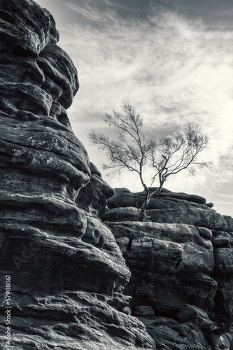 Photo: tree canyon tree canyon