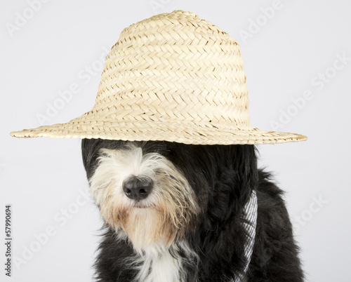 Photo: a farmer dog a farmer dog