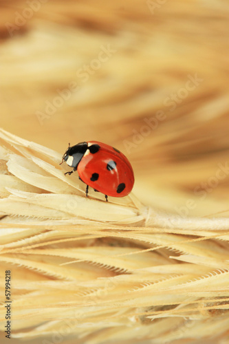 Photo: Beautiful ladybird on wheat ear, close up Beautiful ladybird on wheat ear, close up