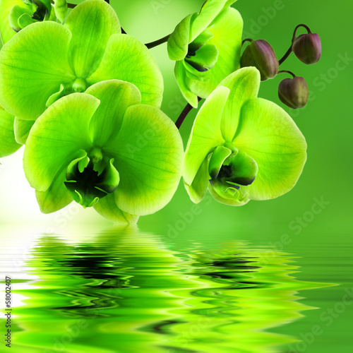 Photo: natural floral background, spa concept natural floral background, spa concept