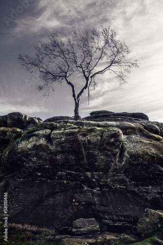 Photo: tree on rocks tree on rocks