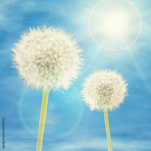 Illustration: Dandelions in Sunlight Dandelions in Sunlight