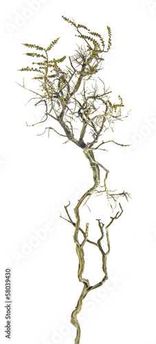 Photo: dry branch dry branch