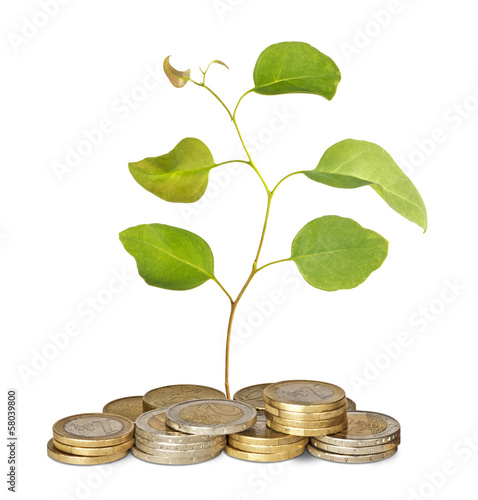 Photo: Sapling growing from coins Sapling growing from coins