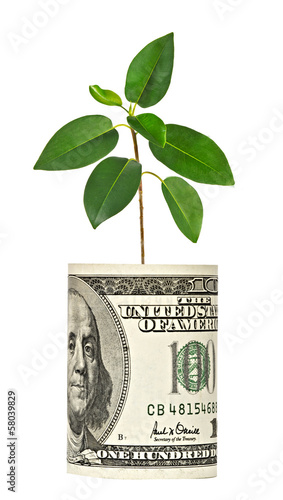 Photo: sapling growing from dollar bill sapling growing from dollar bill