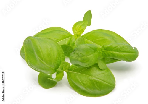 Photo: Albahaca Albahaca