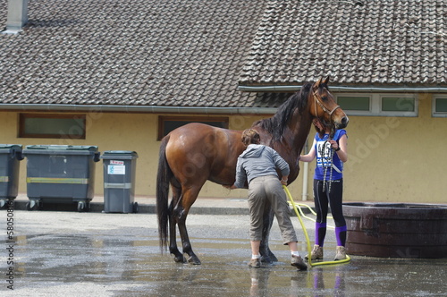 Photo: cheval a la douche cheval a la douche