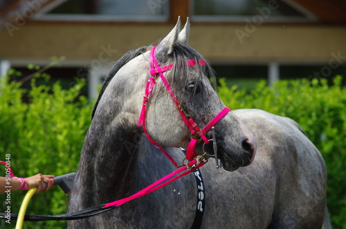 Photo: cheval a la douche cheval a la douche