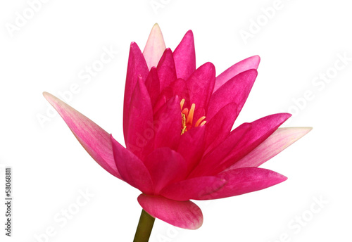 Photo: Pink waterlily isolated on white Pink waterlily isolated on white