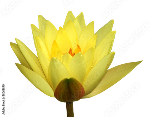 Photo: Yellow waterlily isolated on white Yellow waterlily isolated on white