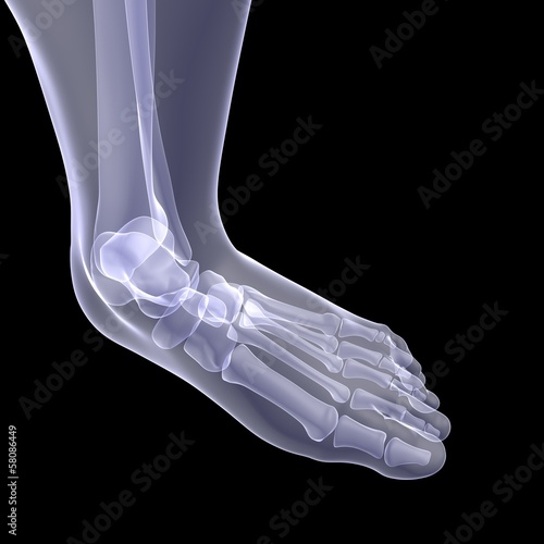 Illustration: Human foot Human foot
