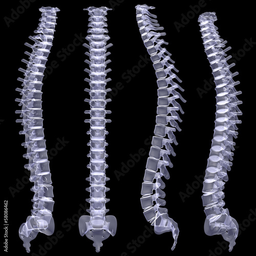 Illustration: Human spine Human spine