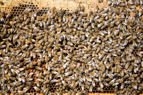 Photo: Bees Swarming On Honeycomb Bees Swarming On Honeycomb