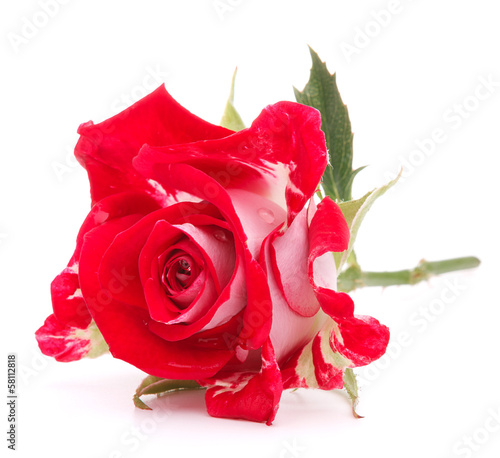 Photo: Red rose flower head isolated on white background cutout Red rose flower head isolated on white background cutout