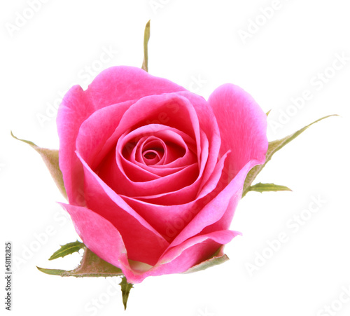 Photo: Pink rose flower head isolated on white background cutout Pink rose flower head isolated on white background cutout