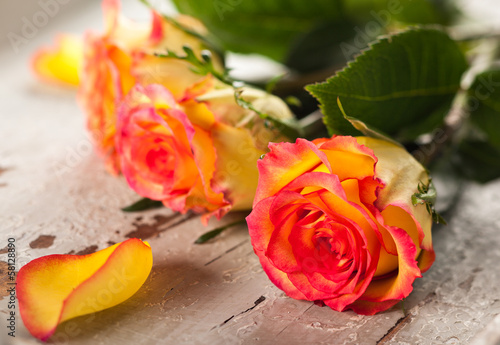 Photo: roses roses