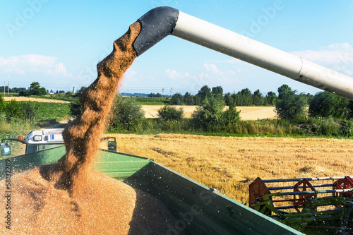 Photo: Getreidefeld mit Weizen bei der Ernte Getreidefeld mit Weizen bei der Ernte
