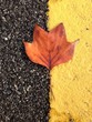 red leaf red leaf