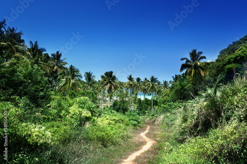 Photo: way to beach in jungle, Phi-Phi island, Thailand way to beach in jungle, Phi-Phi island, Thailand