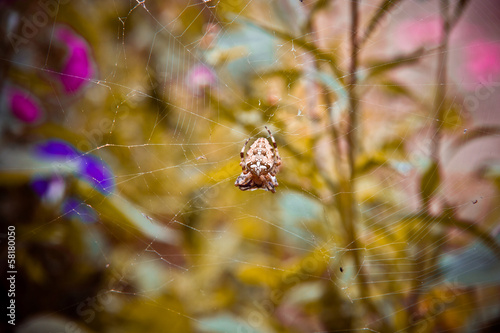 Photo: spider web on a bush spider web on a bush