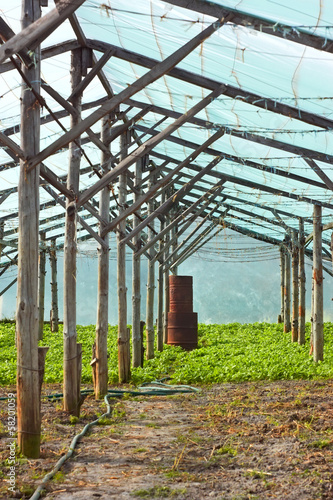 Photo: Wooden film greenhouse after harvest Wooden film greenhouse after harvest