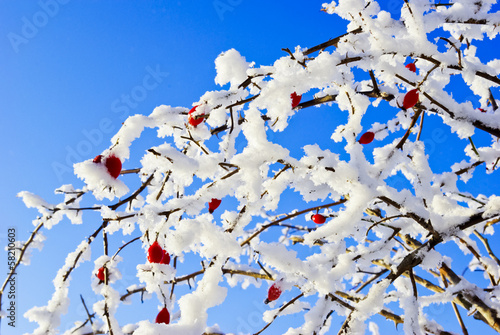 Photo: Branches rosehip covered with hoarfrost on blue sky background. Branches rosehip covered with hoarfrost on blue sky background.