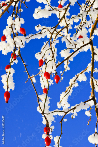 Photo: Branches rosehip covered with hoarfrost on blue sky background. Branches rosehip covered with hoarfrost on blue sky background.