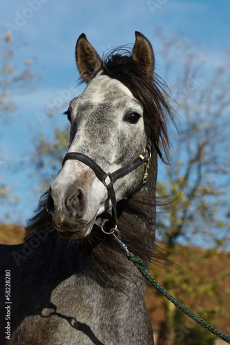 Photo: Cartujanohengstportrait am Halfter Cartujanohengstportrait am Halfter