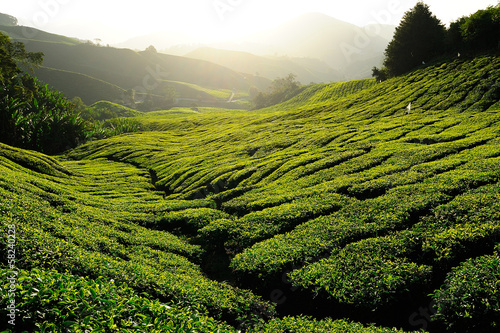 Photo: Tea Plantation on the Hill at Cameron Highlands, Malaysia Tea Plantation on the Hill at Cameron Highlands, Malaysia
