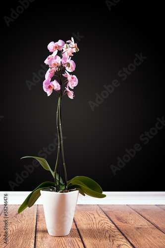 Photo: Orchidee im Topf vor schwarzer Wand Orchidee im Topf vor schwarzer Wand