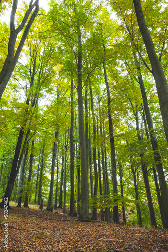 Photo: Lush trees in the forest Lush trees in the forest
