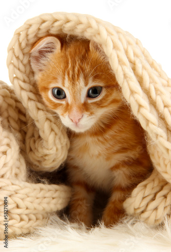 Photo: Cute little red kitten close up Cute little red kitten close up