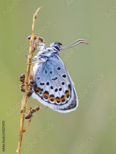 Photo: Silver Studded Blue Butterfly in symbiosis with red ant Silver Studded Blue Butterfly in symbiosis with red ant
