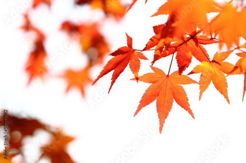 Photo: カエデの紅葉 カエデの紅葉