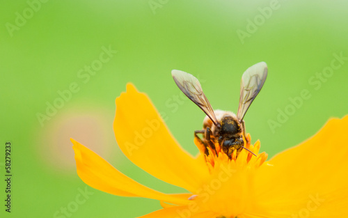 Photo: Bee on pollen of yellow flower Bee on pollen of yellow flower