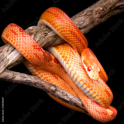 Photo: Corn snake Corn snake