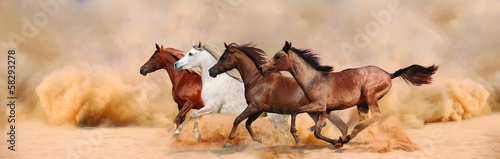 Fototapeta Herd gallops in the sand storm