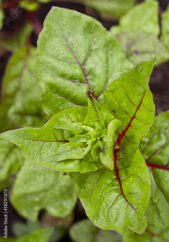Photo: fresh green chard fresh green chard