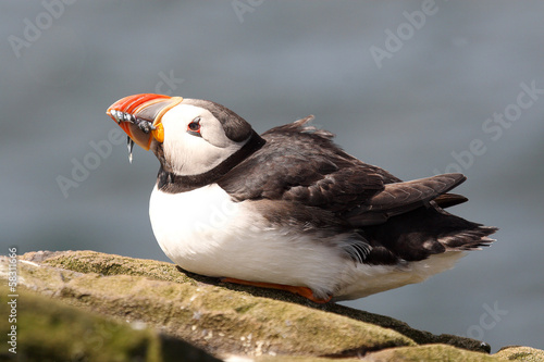 Photo: pulcinella di mare isole farne pulcinella di mare isole farne