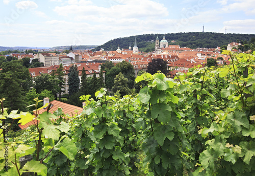 Photo: Vine on the hills in the center of Prague. Vine on the hills in the center of Prague.
