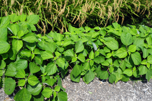 Photo: Green Shiso-1 Green Shiso-1