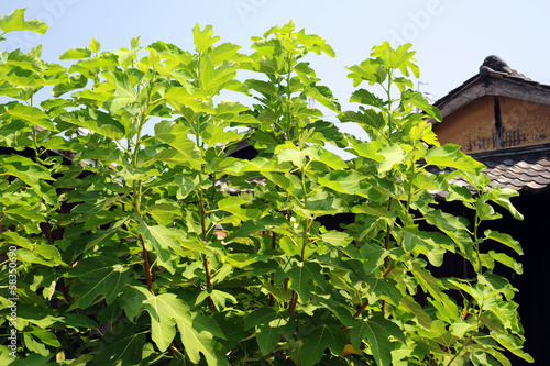 Photo: Fig tree-1 Fig tree-1
